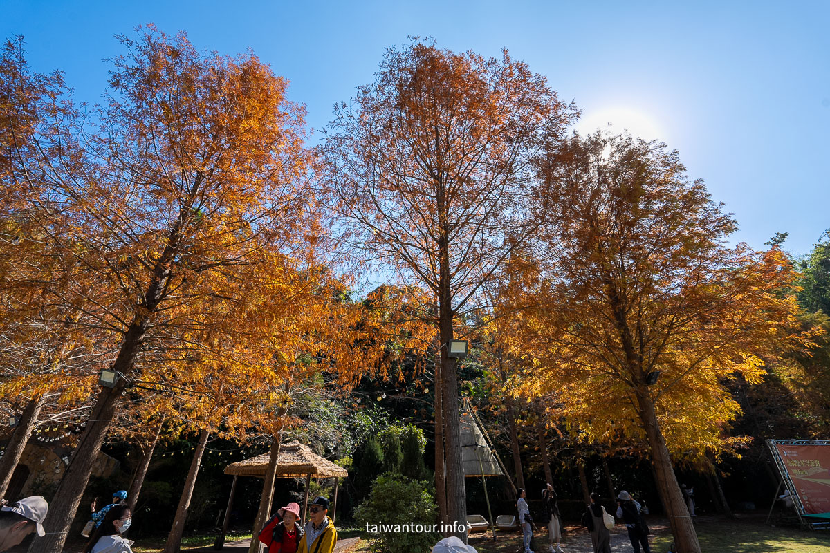 【青青食尚花園】台北落羽松秘境.士林夢幻婚宴x下午茶完整攻略
