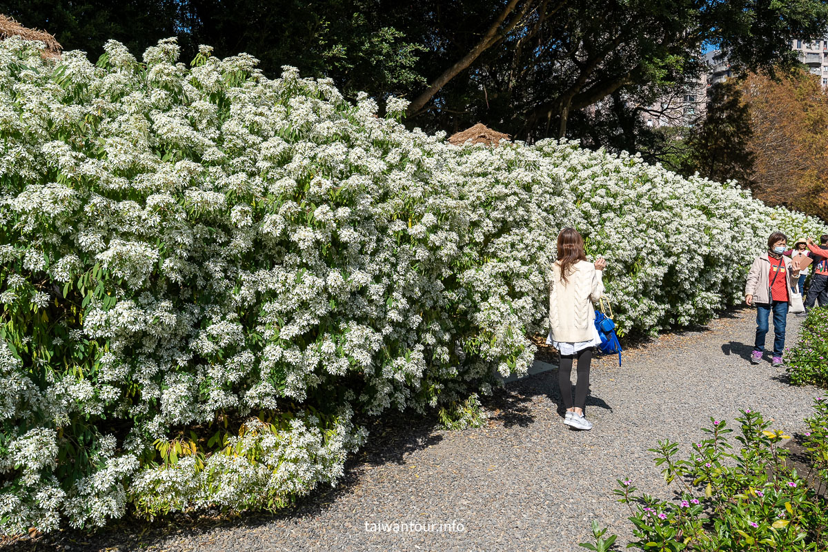 【青青食尚花園】台北落羽松秘境.士林夢幻婚宴x下午茶完整攻略