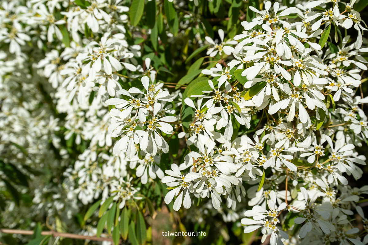 【青青食尚花園】台北落羽松秘境.士林夢幻婚宴x下午茶完整攻略
