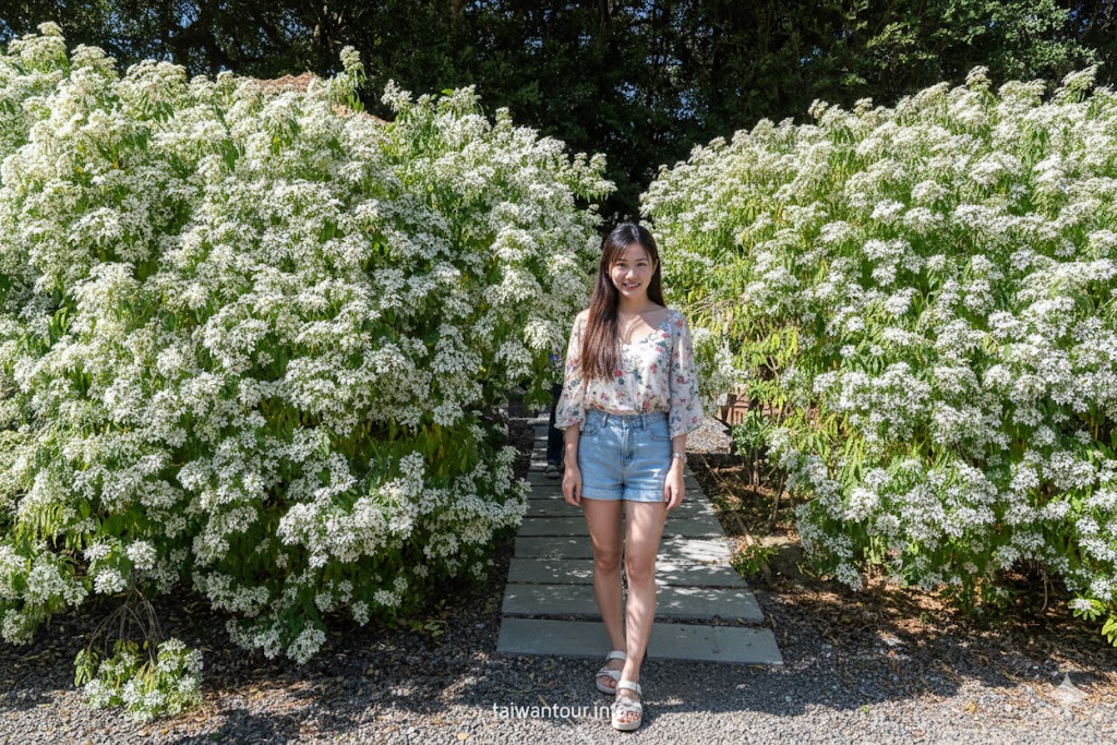 【青青食尚花園】台北落羽松秘境.士林夢幻婚宴x下午茶完整攻略