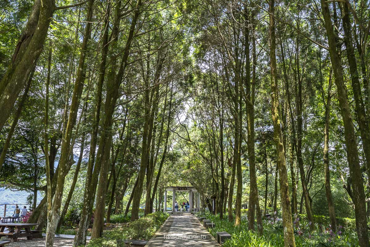 【角板山行館】桃園復興鄉梅花景點推薦.交通花況一日遊