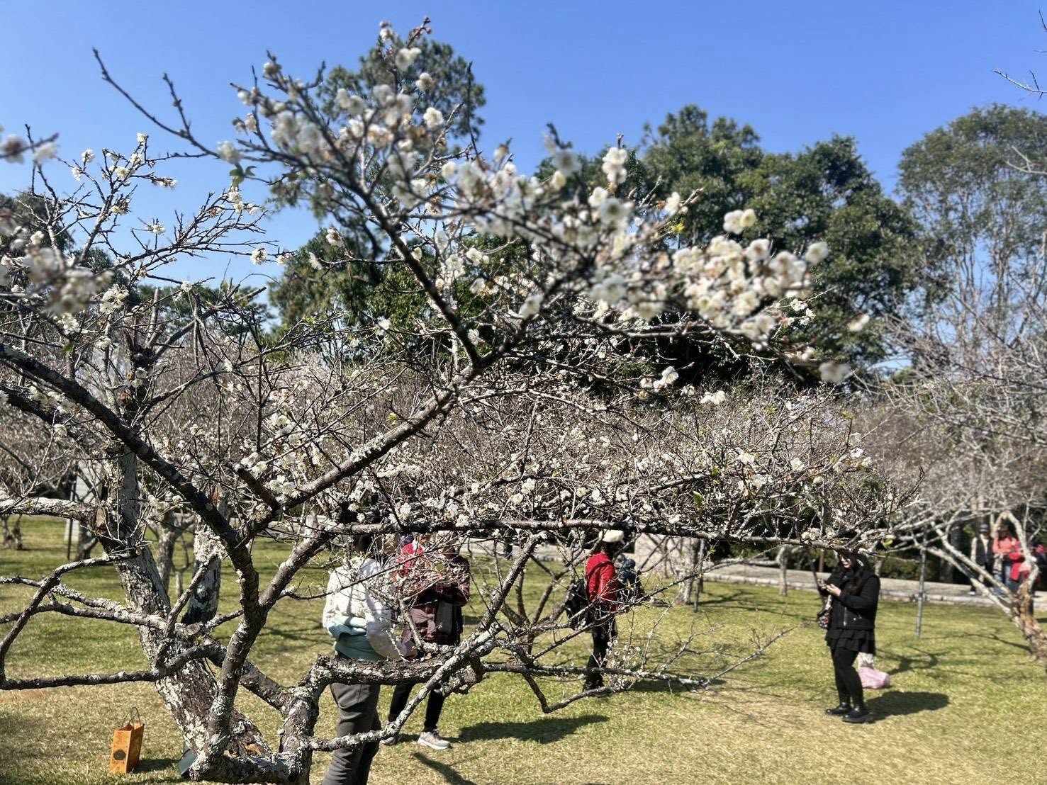 【角板山行館】桃園復興鄉梅花景點推薦.交通花況一日遊