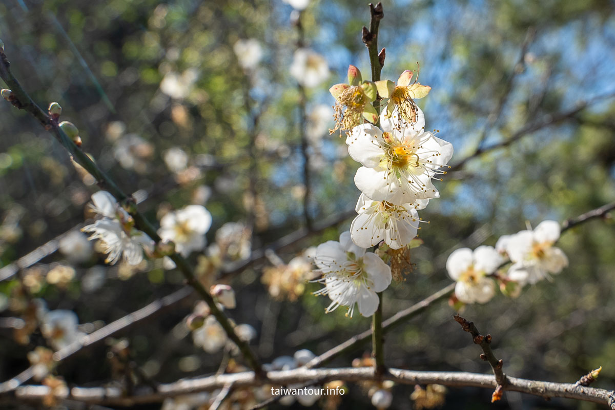 【角板山行館】桃園復興鄉梅花景點推薦.交通花況一日遊