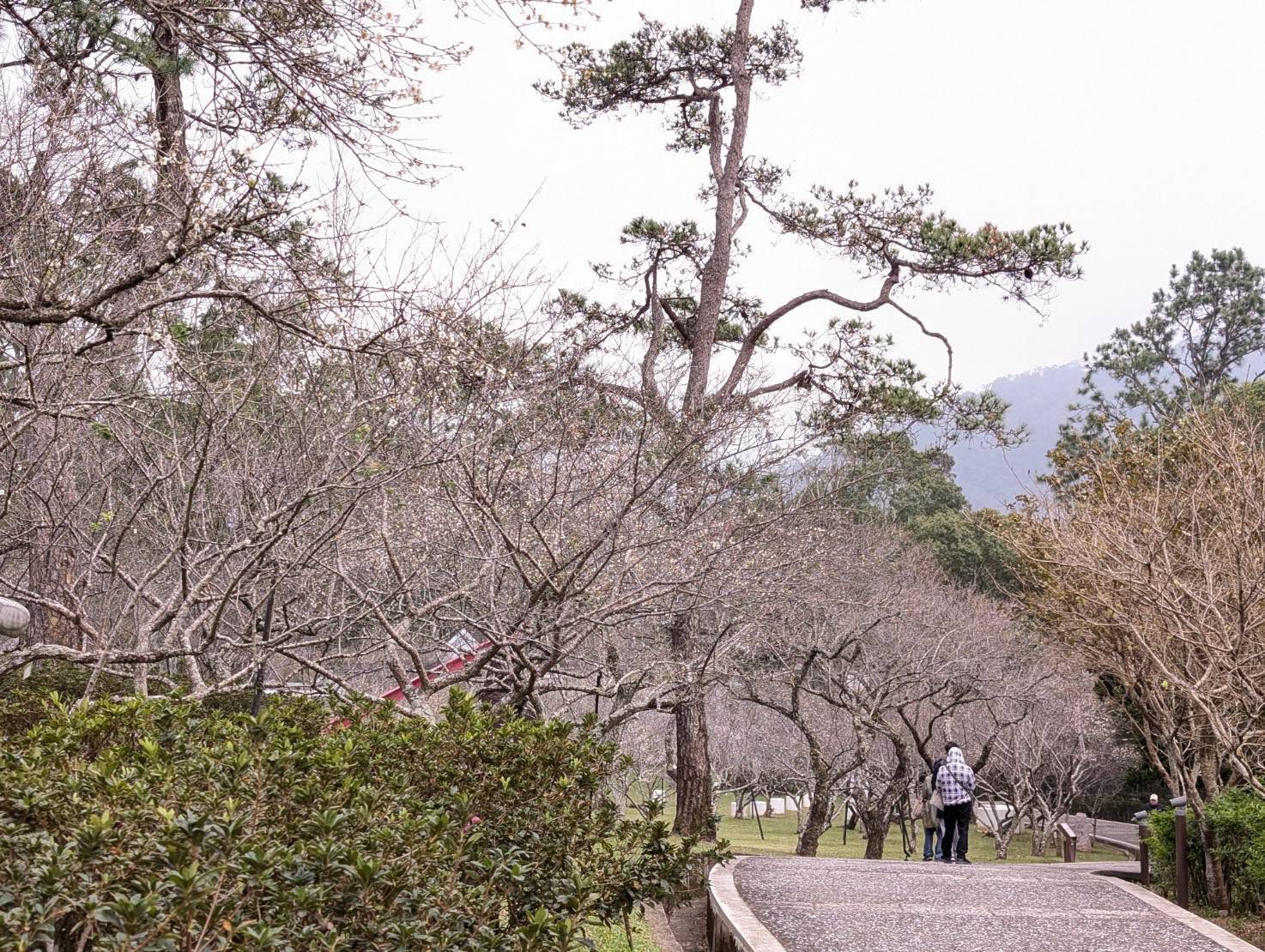 【角板山行館】桃園復興鄉梅花景點推薦.交通花況一日遊
