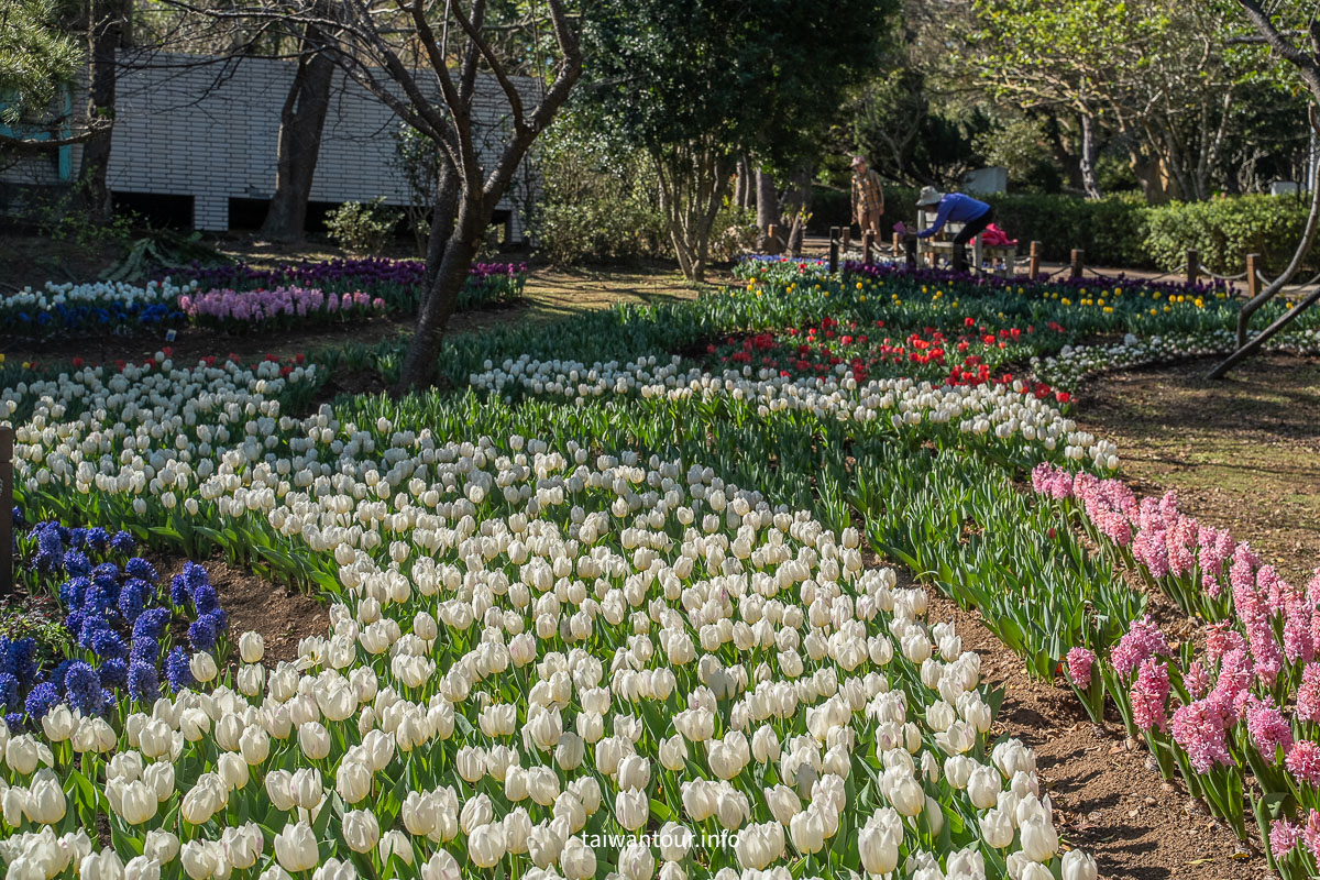 【陽明山花卉試驗中心】陽明山士林上花景點推薦.鬱金香.梅花