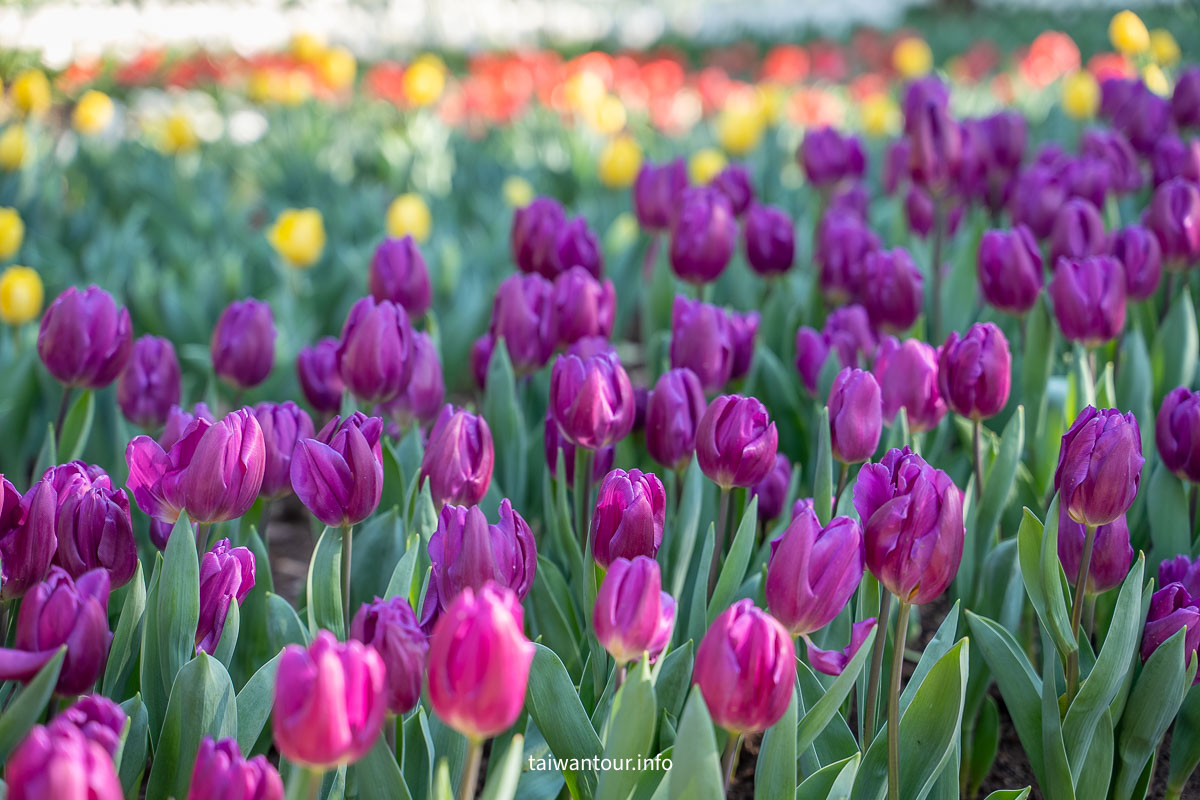 【陽明山花卉試驗中心】陽明山士林上花景點推薦.鬱金香.梅花