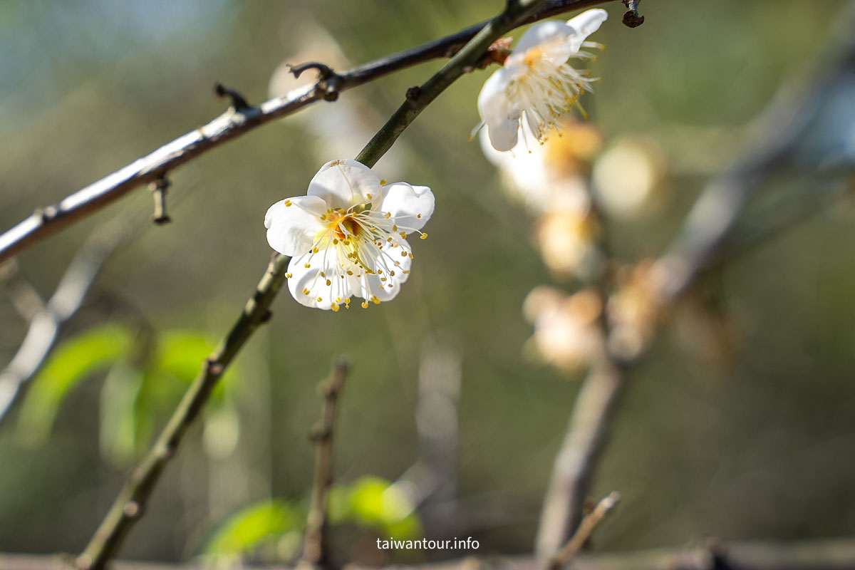 【陽明山花卉試驗中心】陽明山士林上花景點推薦.鬱金香.梅花