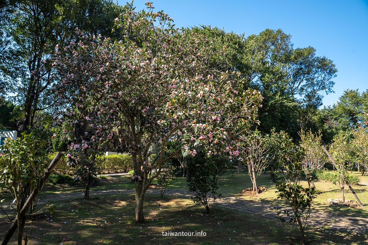 【陽明山花卉試驗中心】陽明山士林上花景點推薦.鬱金香.梅花