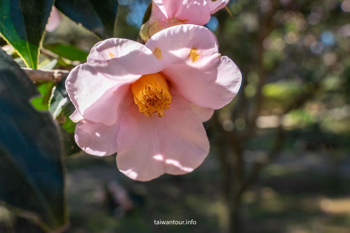 【陽明山花卉試驗中心】陽明山士林上花景點推薦.鬱金香.梅花