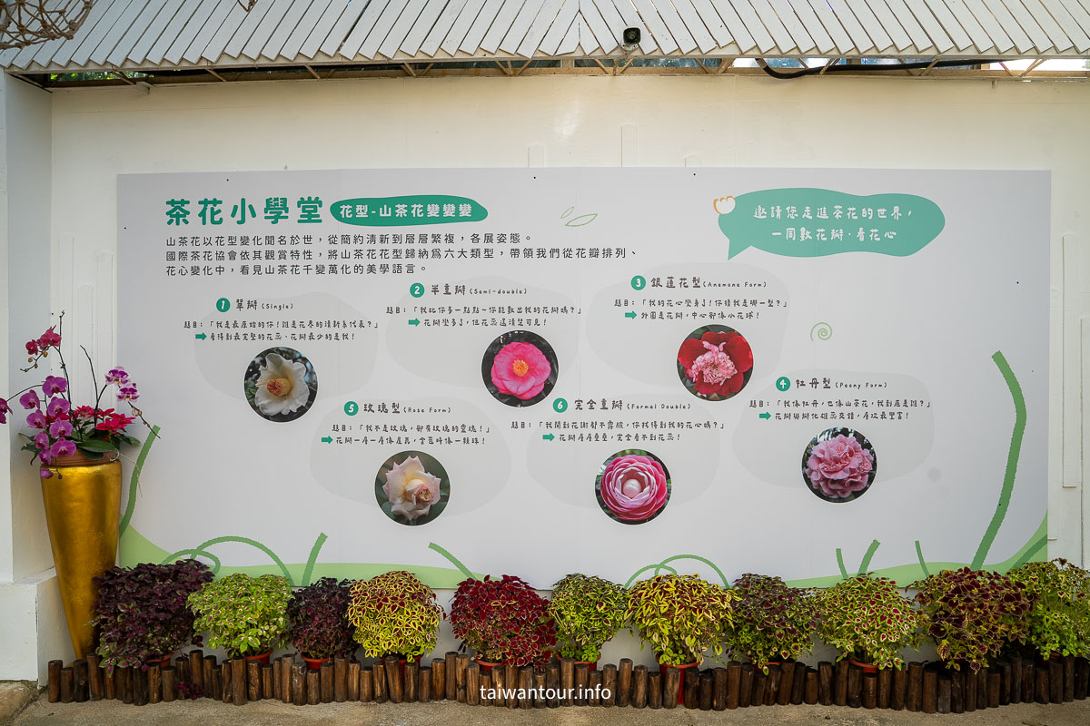 【陽明山花卉試驗中心】陽明山士林上花景點推薦.鬱金香.梅花