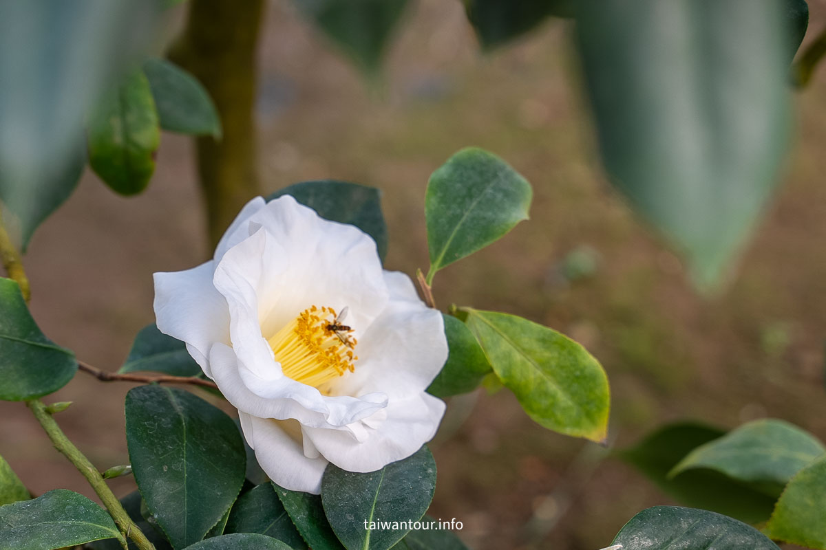 【陽明山花卉試驗中心】陽明山士林上花景點推薦.鬱金香.梅花