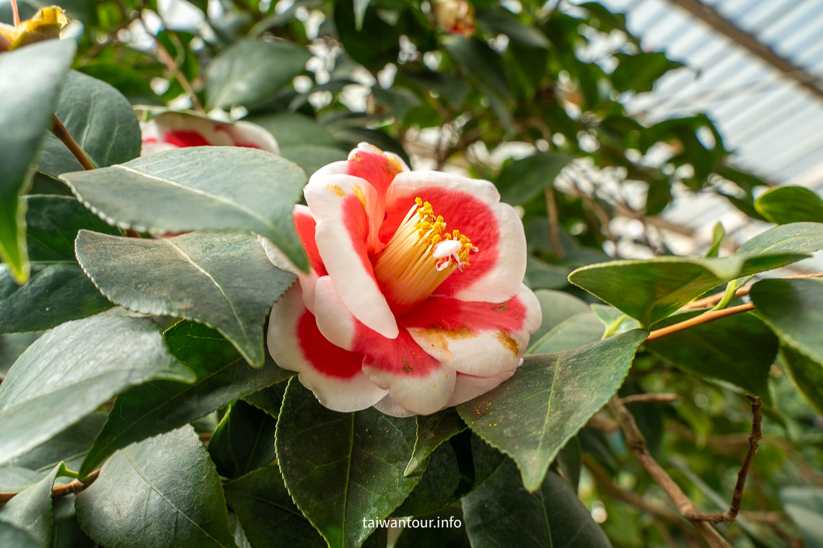 【陽明山花卉試驗中心】陽明山士林上花景點推薦.鬱金香.梅花