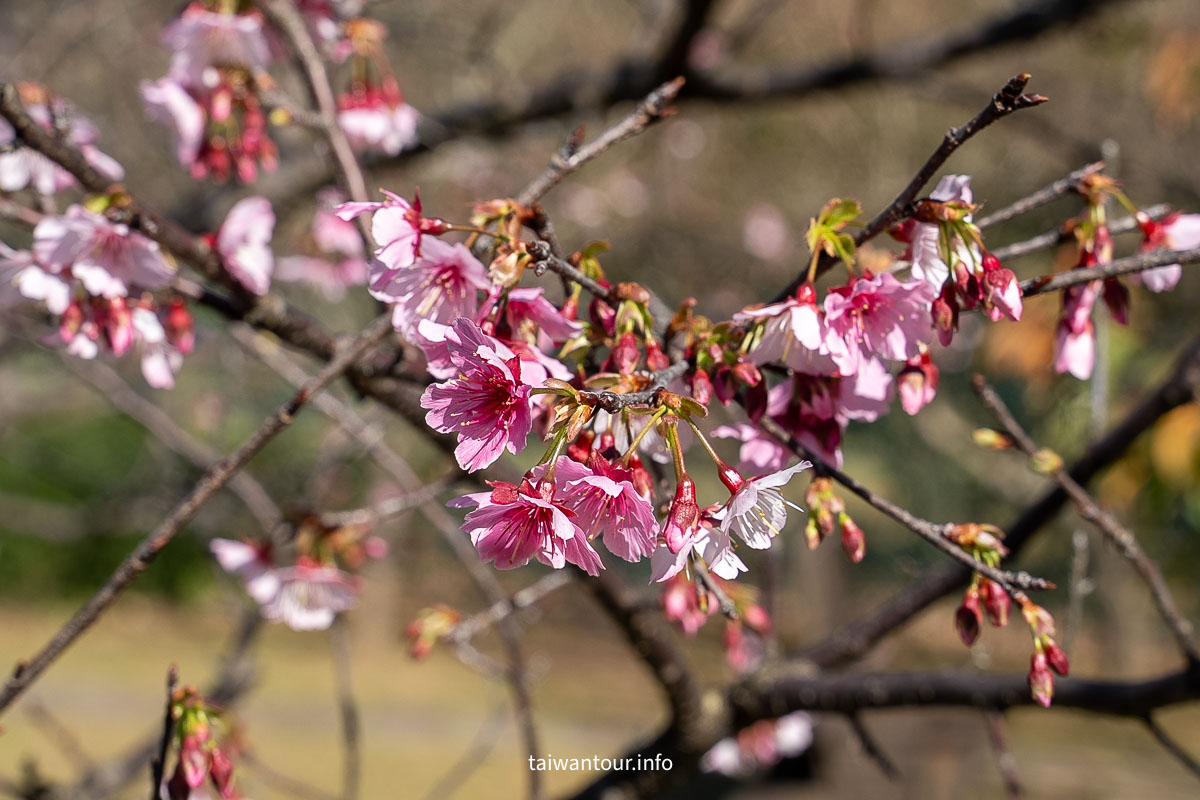 【陽明山花卉試驗中心】陽明山士林上花景點推薦.鬱金香.梅花