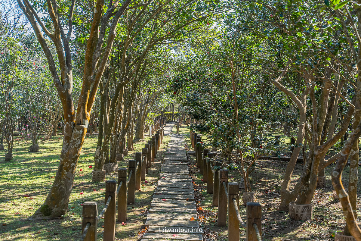 【陽明山花卉試驗中心】陽明山士林上花景點推薦.鬱金香.梅花