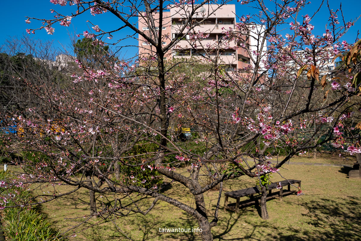 【陽明山花卉試驗中心】陽明山士林上花景點推薦.鬱金香.梅花