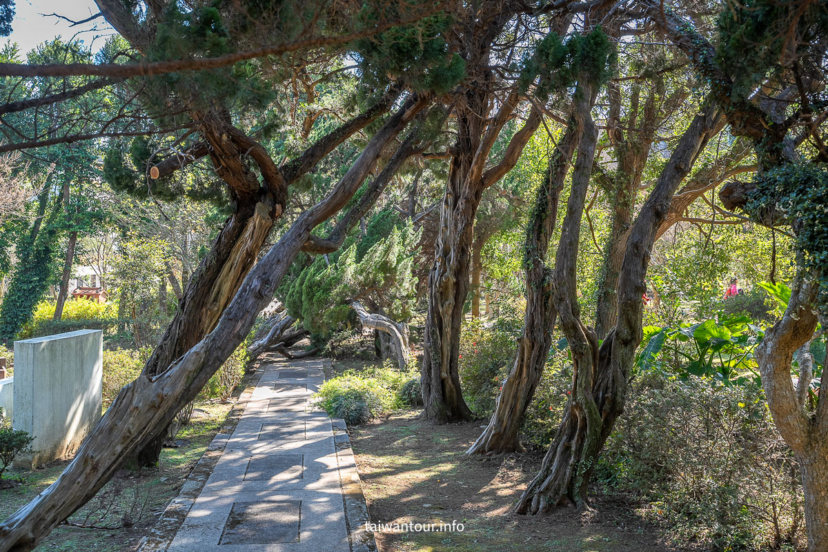 【陽明山花卉試驗中心】陽明山士林上花景點推薦.鬱金香.梅花