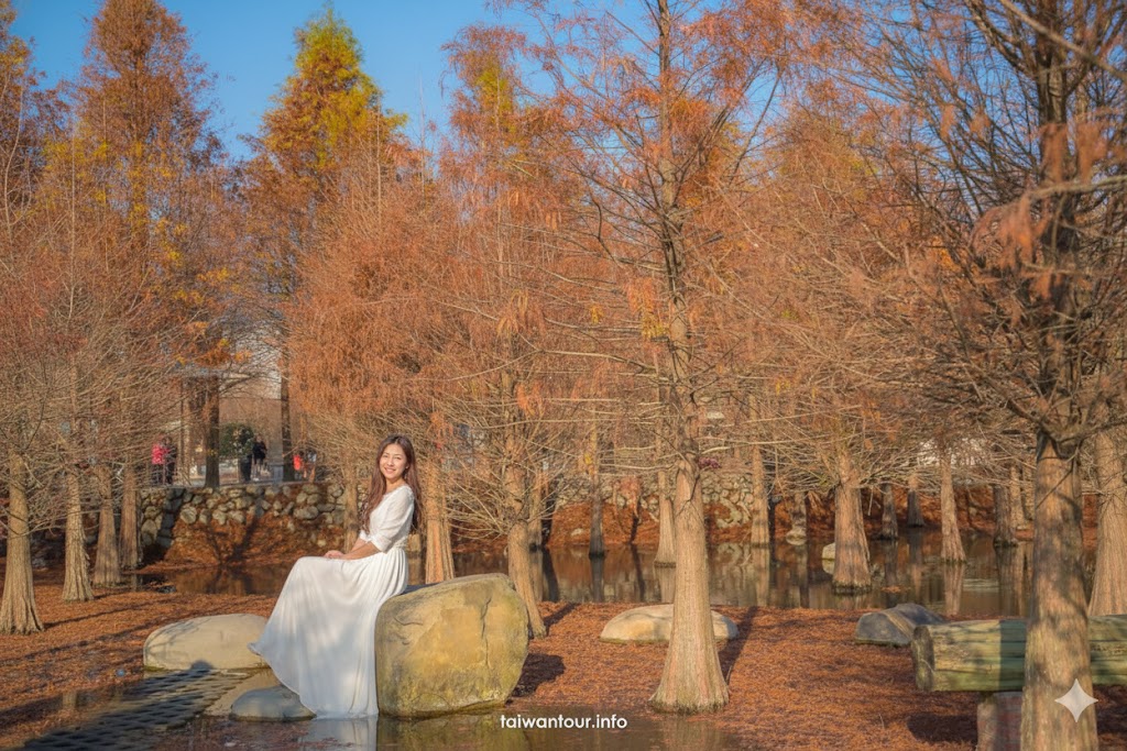 【泰安羽粼落羽松】台中后里門票.交通.停車花況