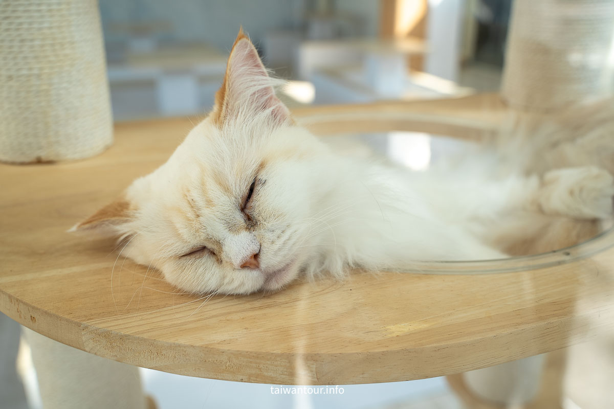 【苗栗火車頭園區】鐵道迷與貓奴的夢幻天堂.國寶級火車