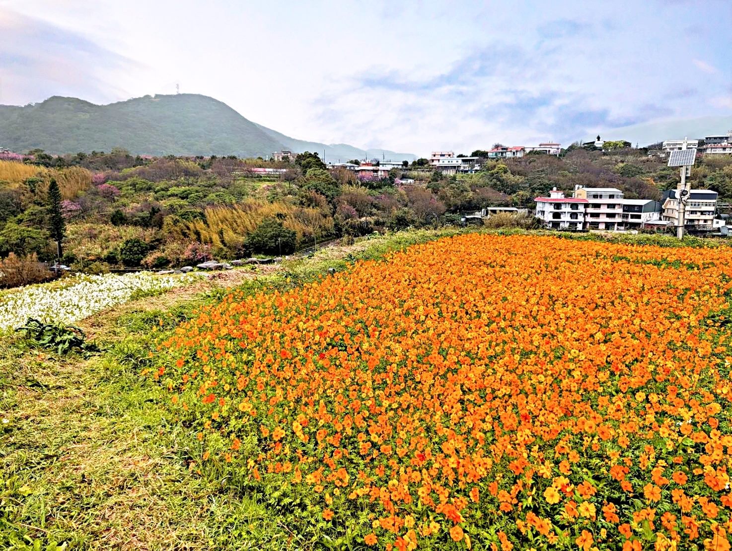 【鵝尾山水田步道】台北市陽明山親子景點.交通 【鵝尾山水田步道】台北市陽明山親子景點.交通