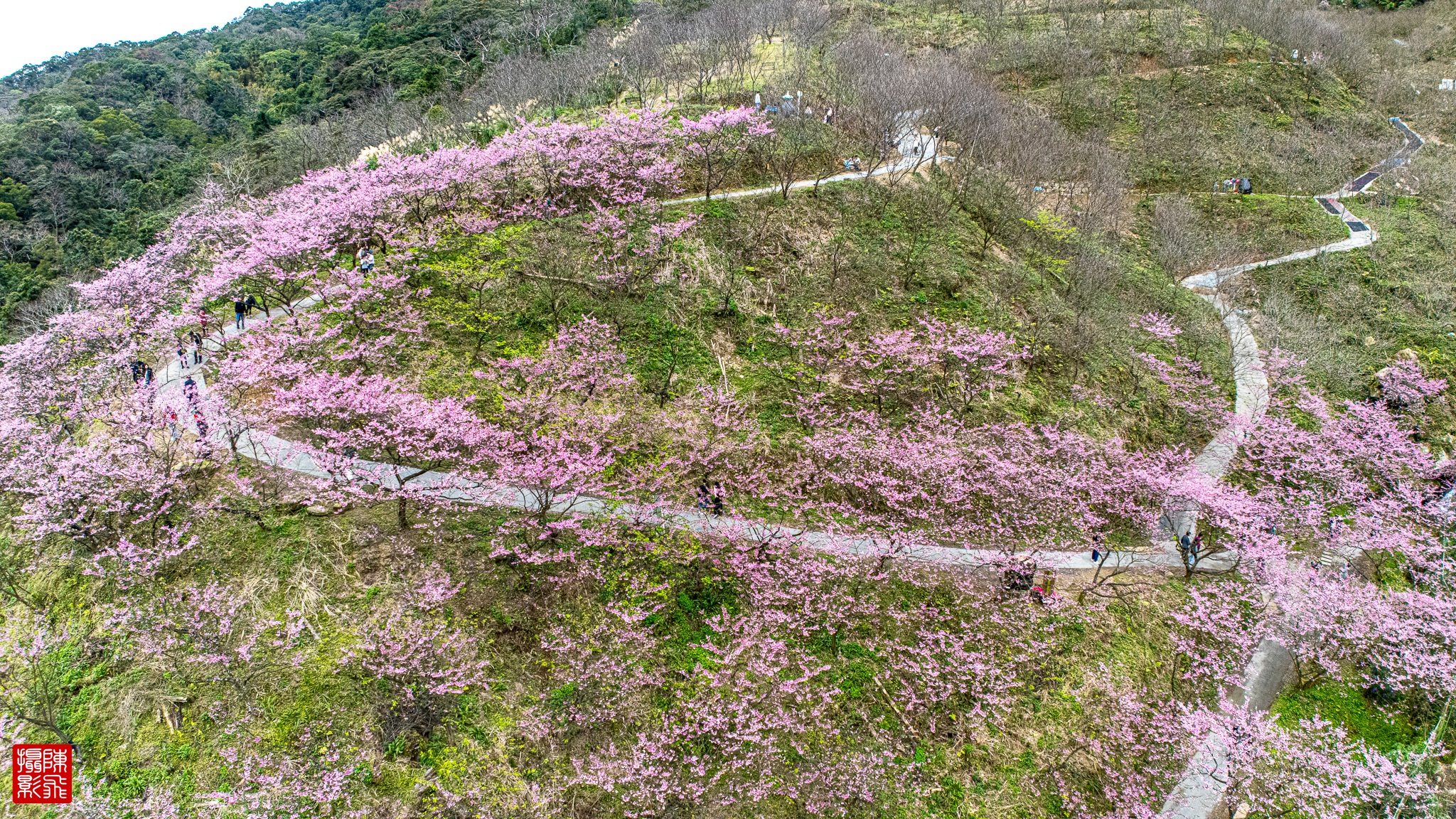 【三峽大熊櫻花林】交通方式.門票票價.接駁專車