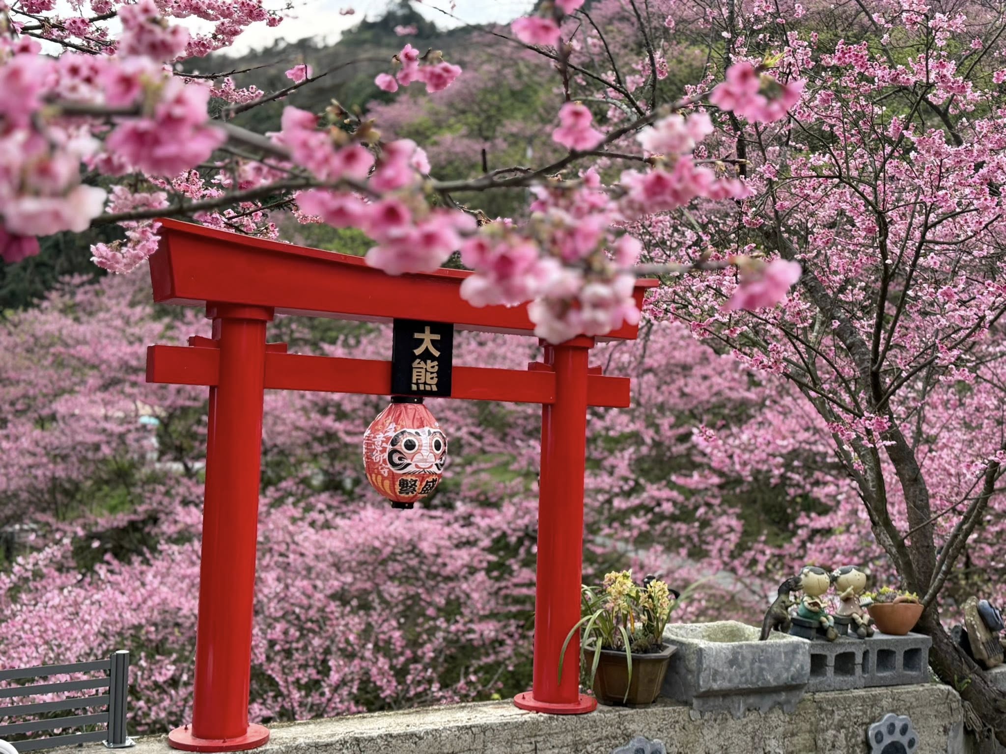 【三峽大熊櫻花林】交通方式.門票票價.接駁專車