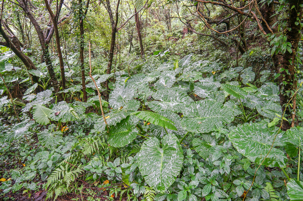 【貂山古道.九份.雙溪】台北健行.美食一日遊
