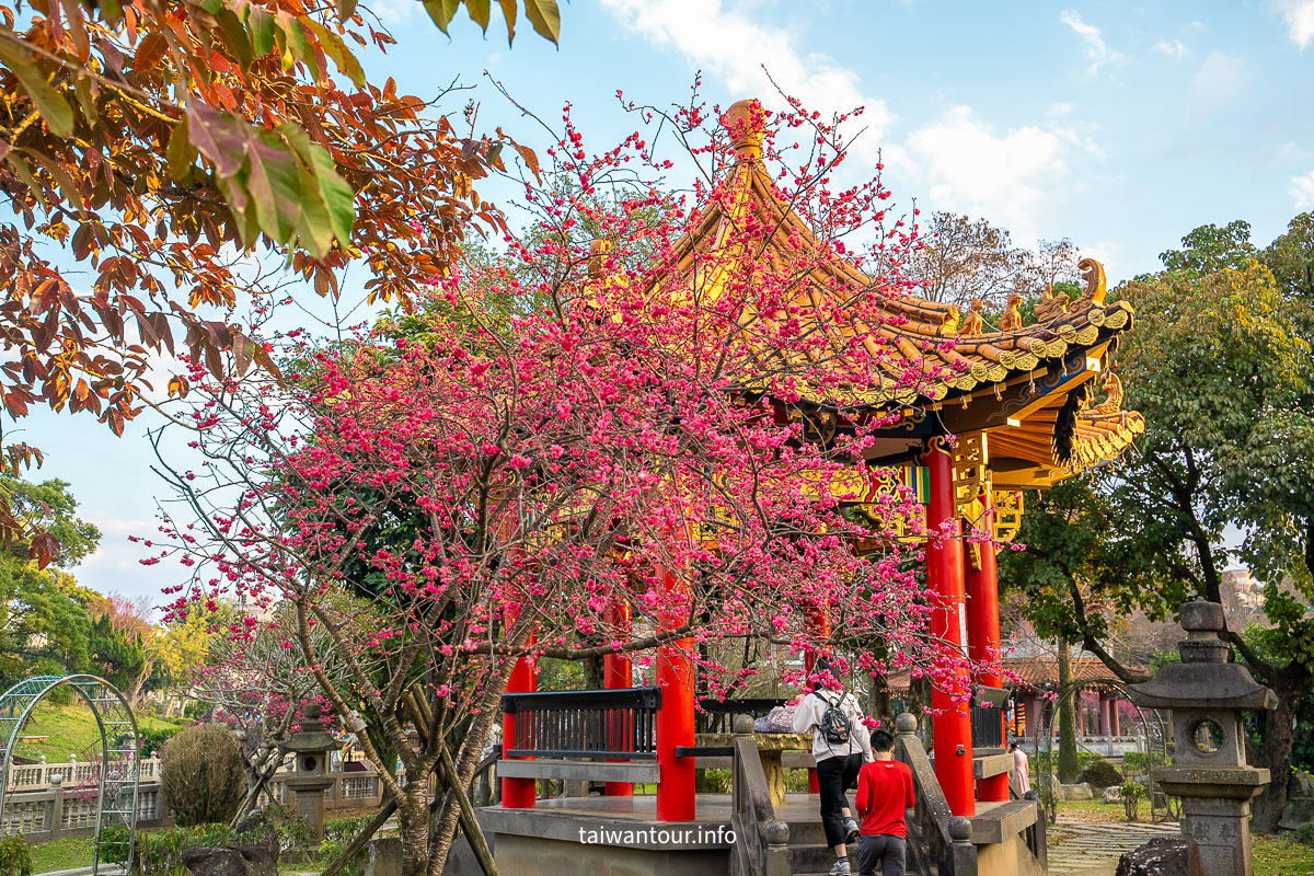 2026林口【竹林山觀音寺櫻花】全台靈驗廟宇.獎學金.交通.周邊美食資訊 2026林口【竹林山觀音寺櫻花】全台靈驗廟宇.獎學金.交通.周邊美食資訊