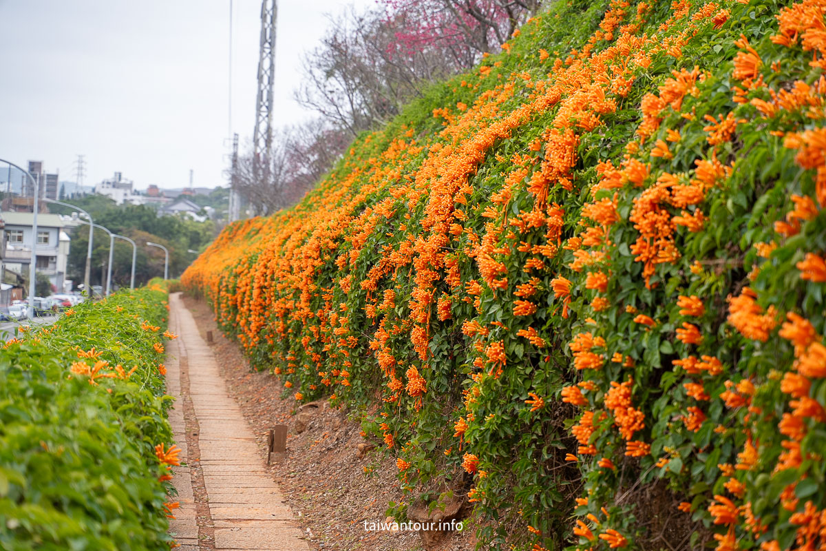 【銅鑼炮仗花海公園】苗栗櫻花和炮仗花牆