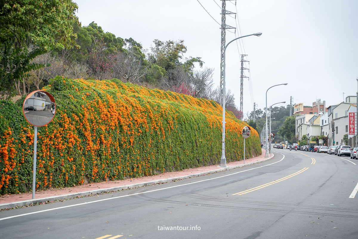 【銅鑼炮仗花海公園】苗栗櫻花和炮仗花牆