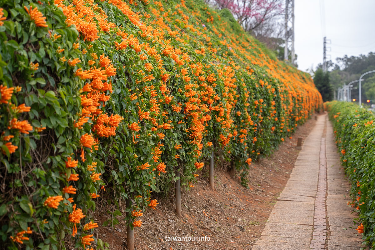 【銅鑼炮仗花海公園】苗栗櫻花和炮仗花牆