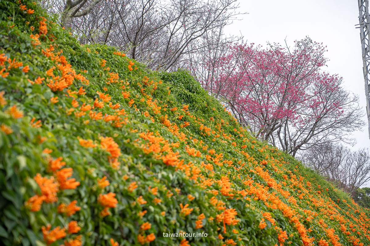 【銅鑼炮仗花海公園】苗栗櫻花和炮仗花牆