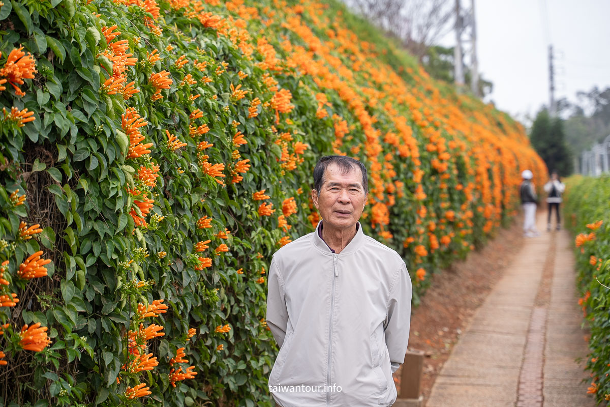【銅鑼炮仗花海公園】苗栗櫻花和炮仗花牆