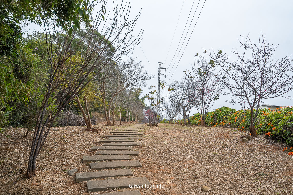 【銅鑼炮仗花海公園】苗栗櫻花和炮仗花牆