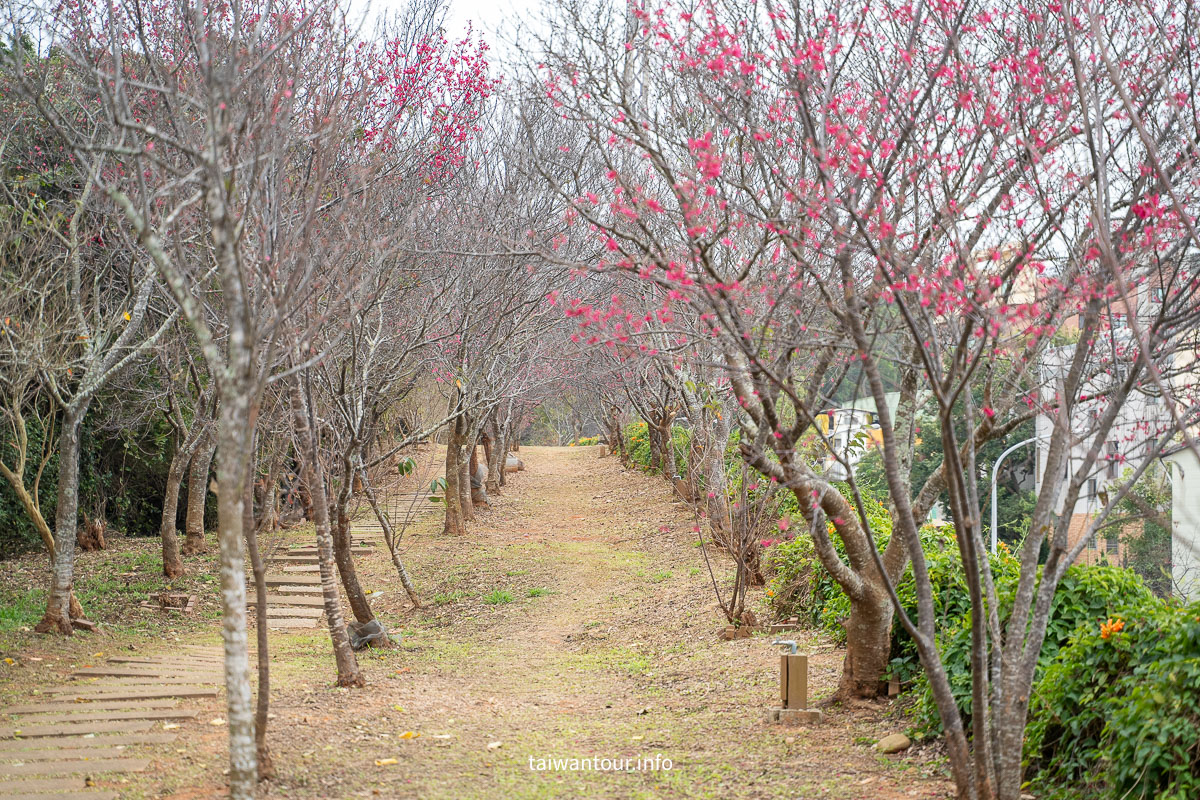 【銅鑼炮仗花海公園】苗栗櫻花和炮仗花牆