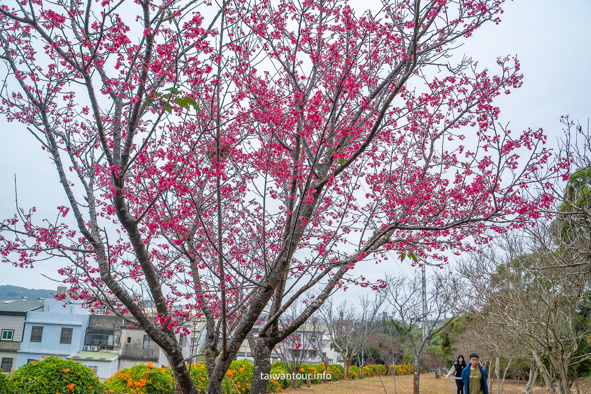 【銅鑼炮仗花海公園】苗栗櫻花和炮仗花牆