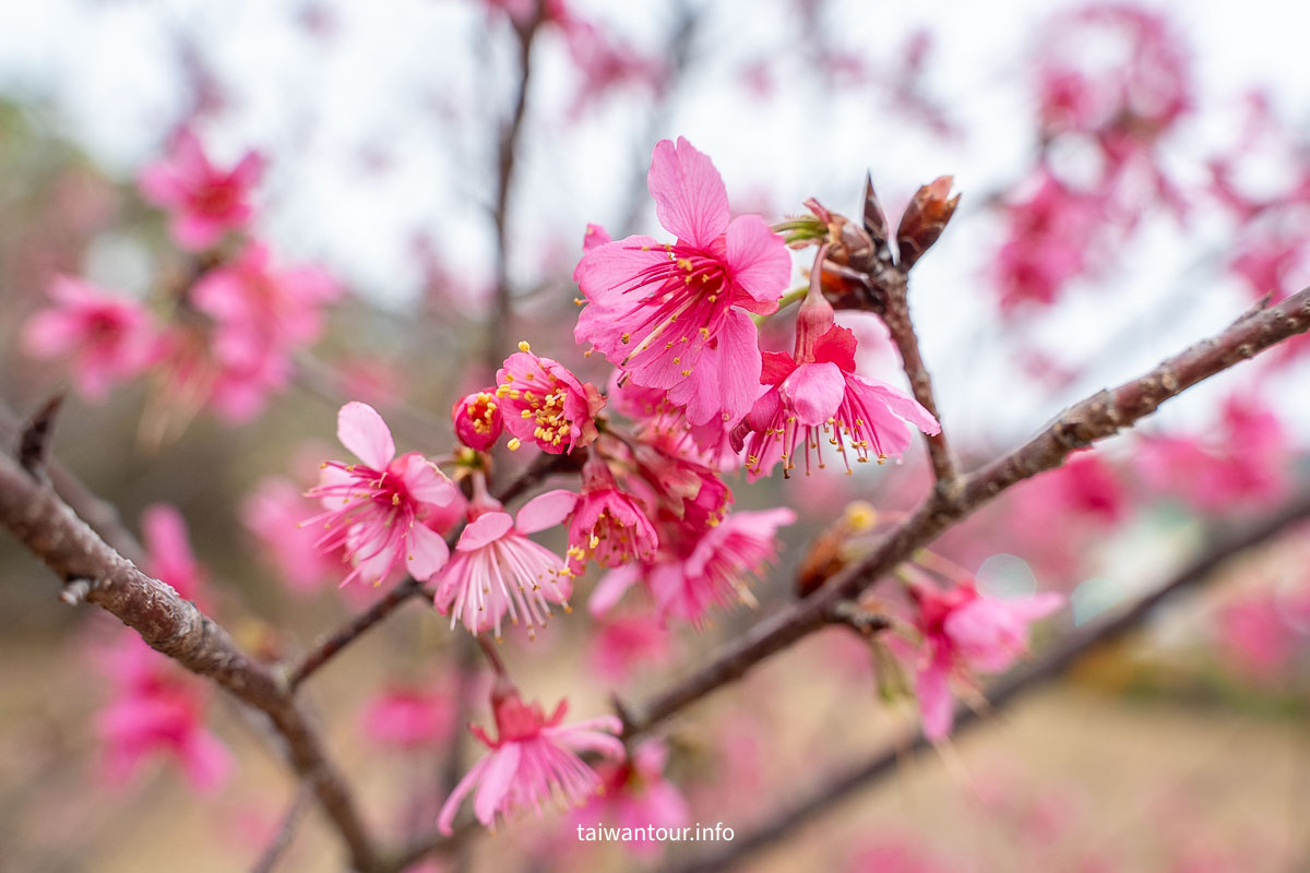 【銅鑼炮仗花海公園】苗栗櫻花和炮仗花牆