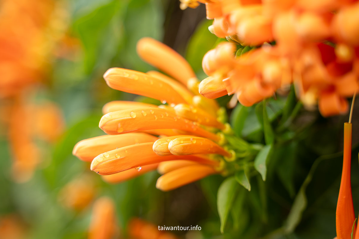 【銅鑼炮仗花海公園】苗栗櫻花和炮仗花牆