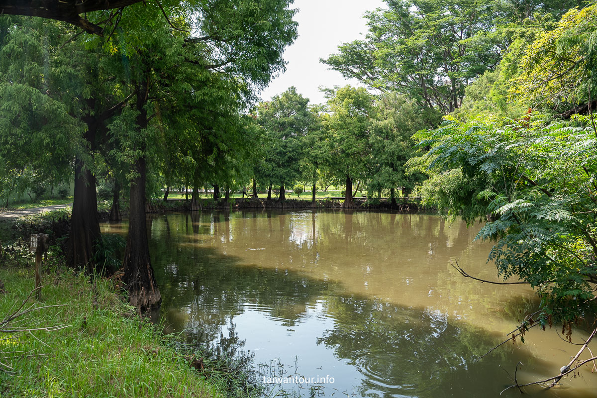 【巴克禮紀念公園】台南親子森林.螢火蟲.落雨松