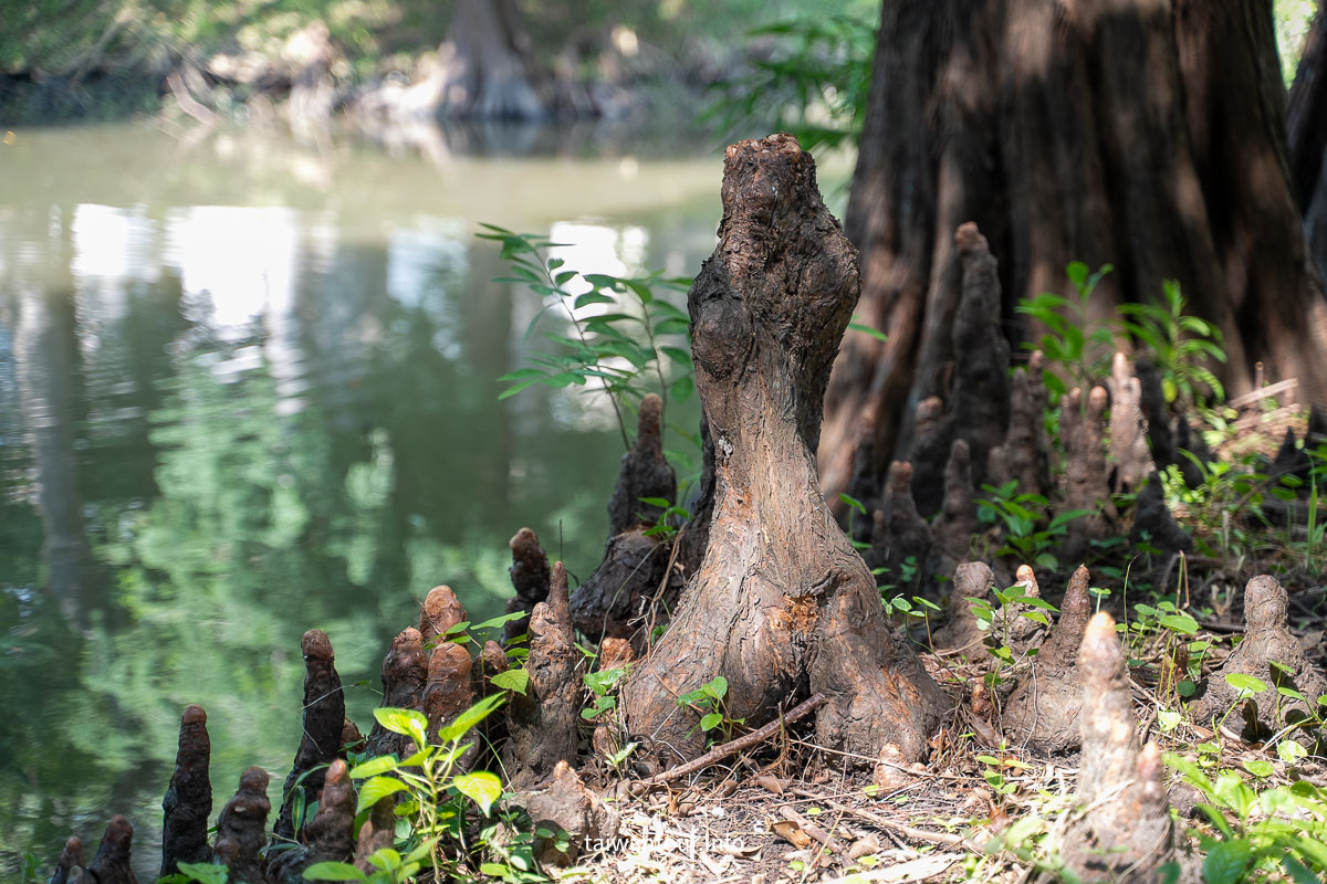 【巴克禮紀念公園】台南親子森林.螢火蟲.落雨松