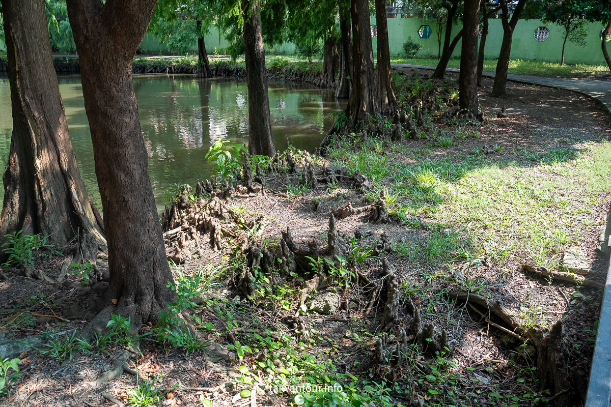 【巴克禮紀念公園】台南親子森林.螢火蟲.落雨松