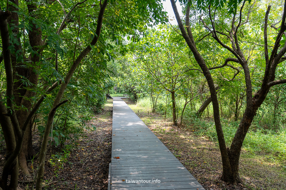 【巴克禮紀念公園】台南親子森林.螢火蟲.落雨松