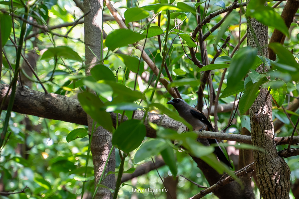 【巴克禮紀念公園】台南親子森林.螢火蟲.落雨松