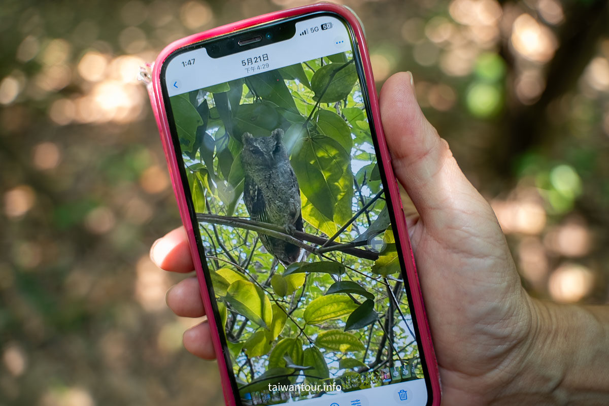 【巴克禮紀念公園】台南親子森林.螢火蟲.落雨松