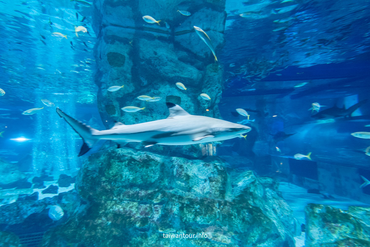 【COEX 水族館】首爾水族館門票.交通.美人魚秀.韓劇拍攝地一次看！