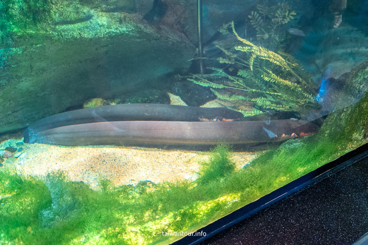 【COEX 水族館】首爾水族館門票.交通.美人魚秀.韓劇拍攝地一次看！