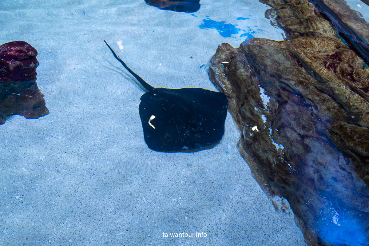 【COEX 水族館】首爾水族館門票.交通.美人魚秀.韓劇拍攝地一次看！