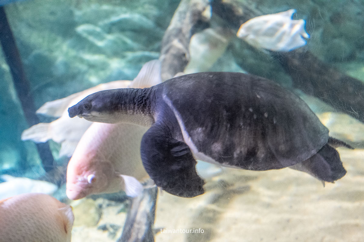 【COEX 水族館】首爾水族館門票.交通.美人魚秀.韓劇拍攝地一次看！