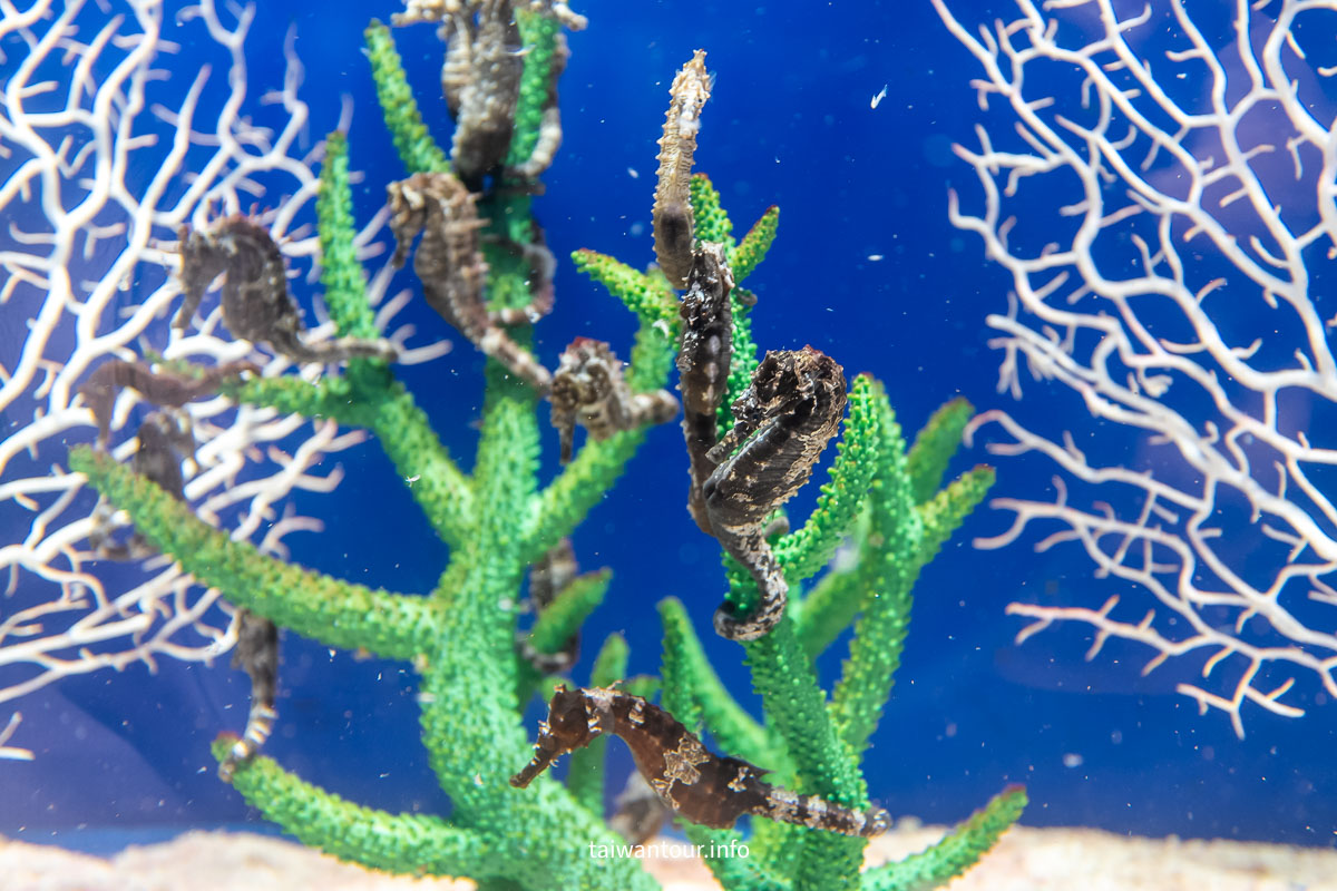 【COEX 水族館】首爾水族館門票.交通.美人魚秀.韓劇拍攝地一次看！