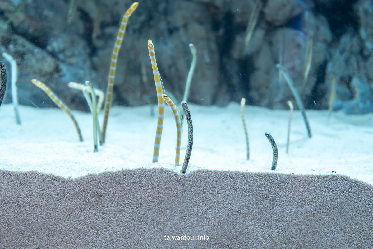 【COEX 水族館】首爾水族館門票.交通.美人魚秀.韓劇拍攝地一次看！