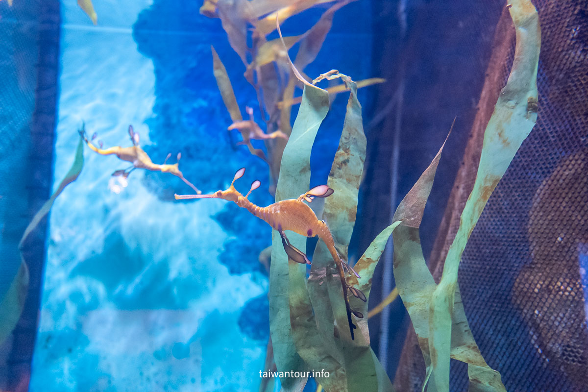 【COEX 水族館】首爾水族館門票.交通.美人魚秀.韓劇拍攝地一次看！